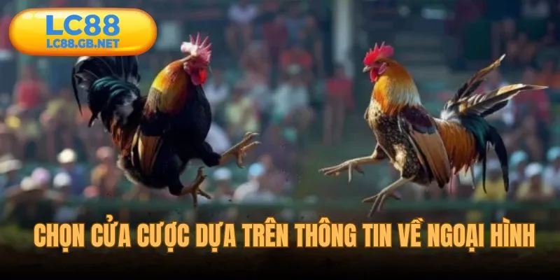 Chia sẻ bí quyết bắt kèo đá gà hiệu quả