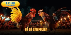 Đá Gà Campuchia - Trận Đấu Gay Cấn, Cá Cược Hấp Dẫn