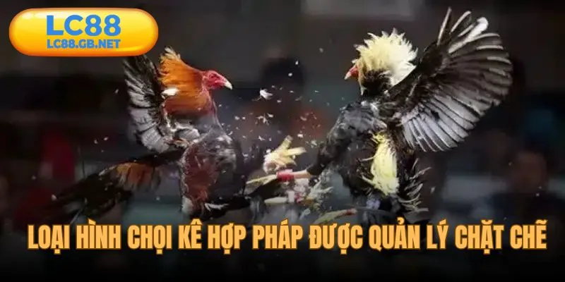 Loại hình chọi kê hợp pháp và được quản lý chặt chẽ
